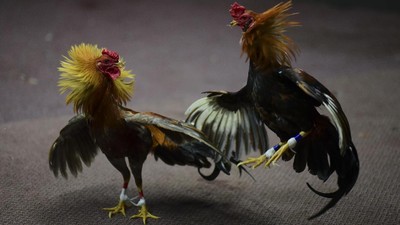 Sabung Ayam Online : Tips Menang besar Bermain Sabung Ayam Sabung Ayam Online