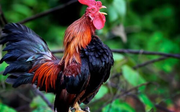 WS128 di Slot89: Platform Sabung Ayam Online Terpercaya dan Terpopuler WS128 di Slot89