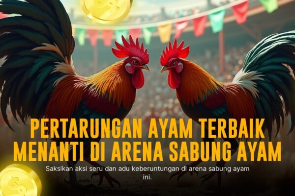 Kenali Kelebihan Ayam Bangkok Sebagai Raja Sabung Ayam