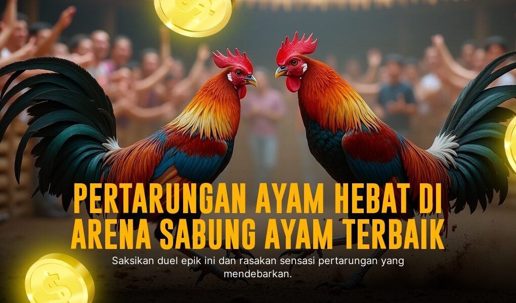 Mengenal Ayam Bangkok: Raja Sabung Ayam dan Kelebihannya